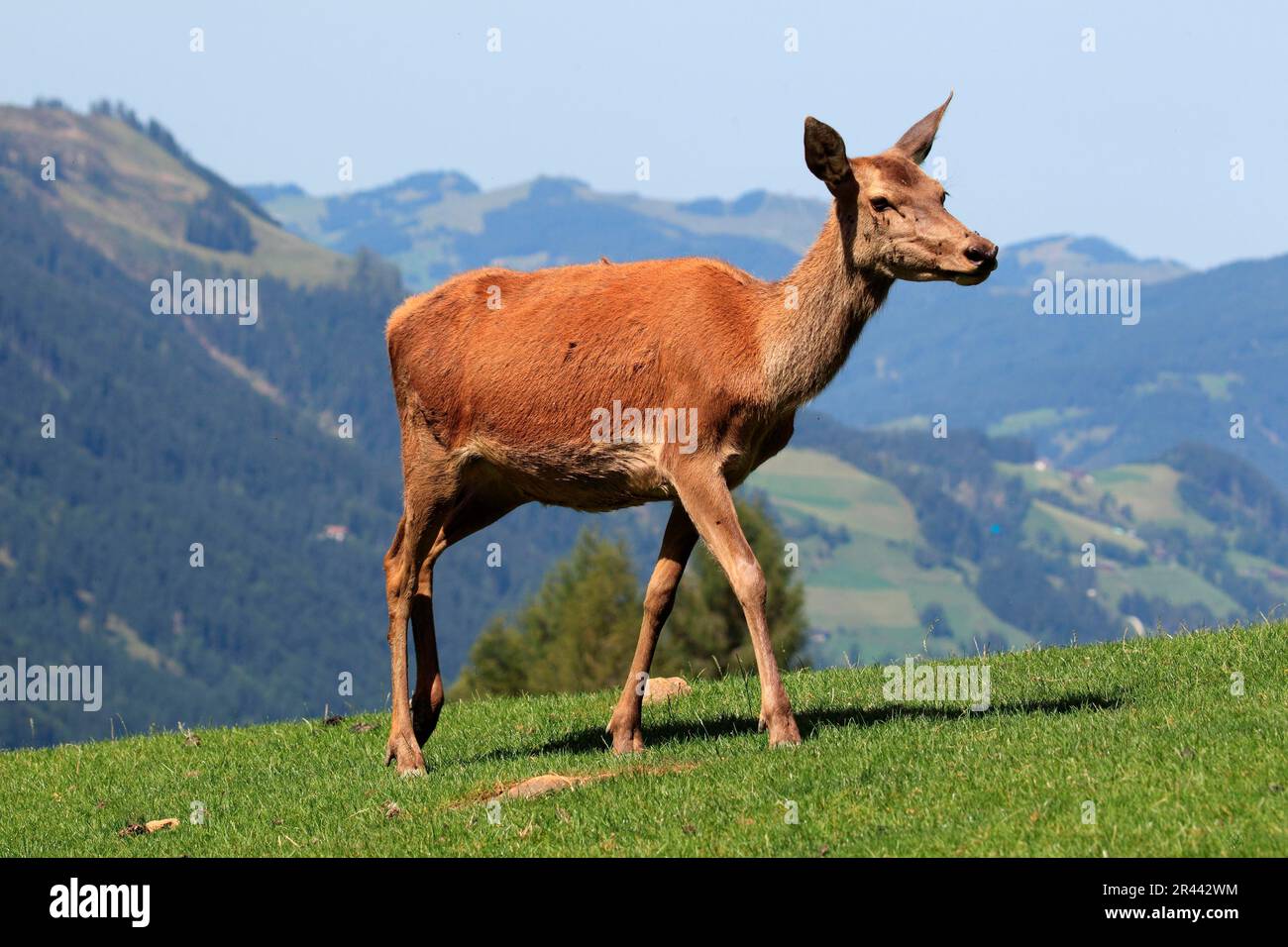 Red Deer (Cervus elaphus), Hind Banque D'Images