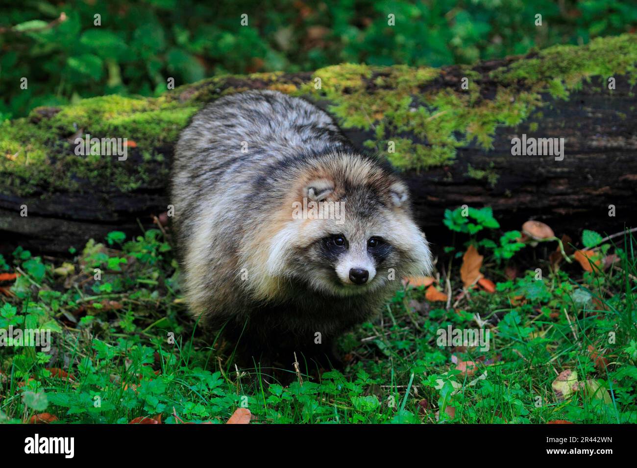 Chien de raton laveur, chien de raton laveur (Nyctereutes procyonoides) Banque D'Images