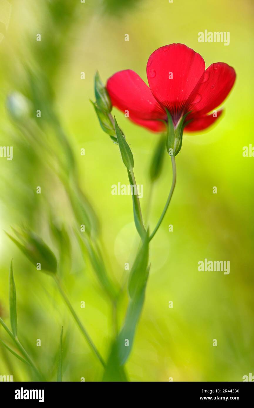 Lin à fleurs rouges, Bade-Wurtemberg (Linum grandiflorum rubrum), lin rouge, Allemagne Banque D'Images