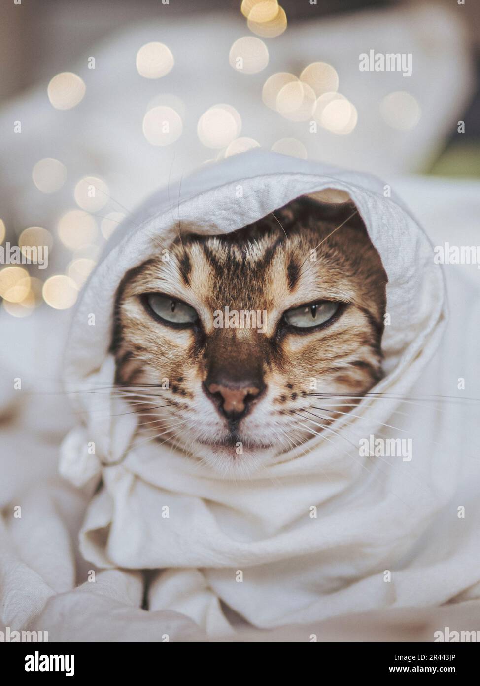 portrait de chat tabby avec lumières bokeh Banque D'Images