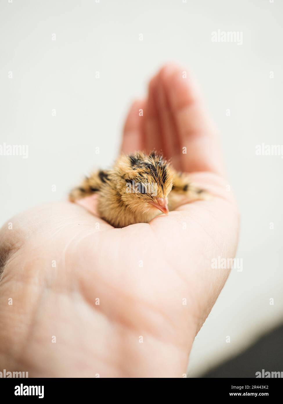 Tenir une petite caille pour bébé Banque D'Images