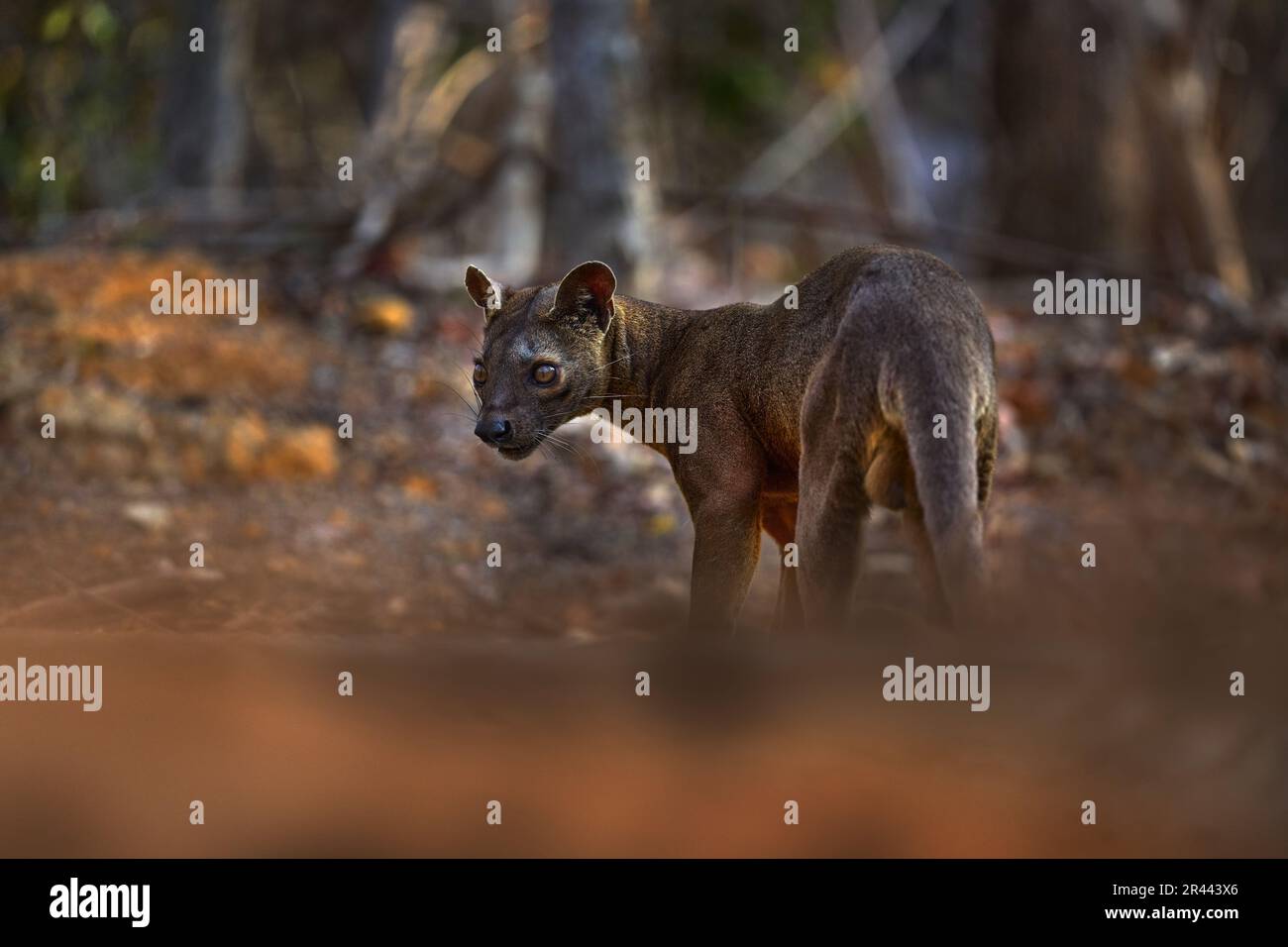 Madagascar faune - fosa, dans la nature habitat forestier. Chien de chat comme animal dans la végétation verte, Forêt de Kirindy, Madagascar. Mammifère endémique de M Banque D'Images