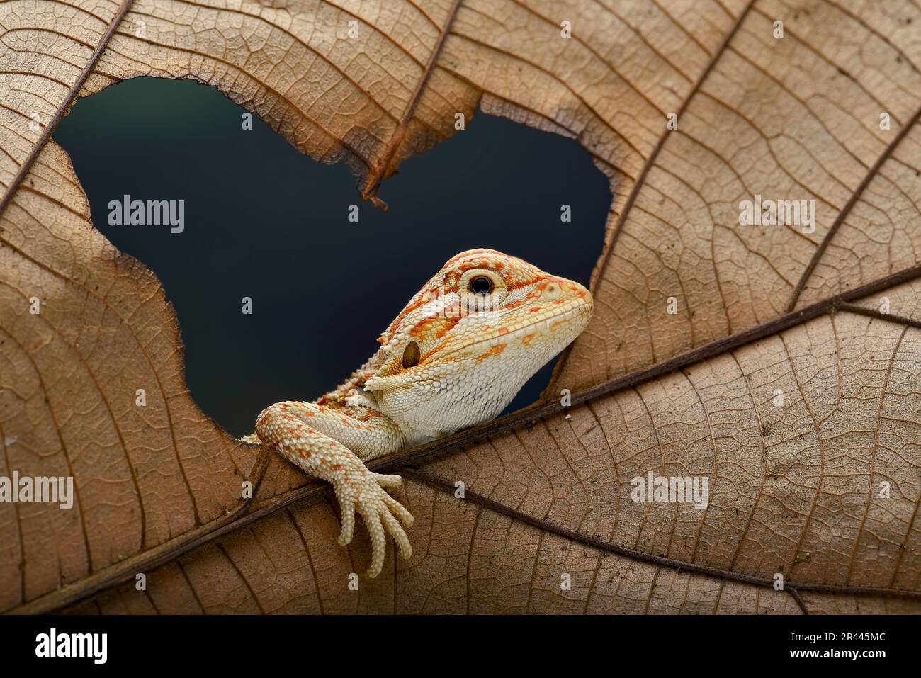 Bébé lézard dragon barbu jouant sur une feuille Banque D'Images