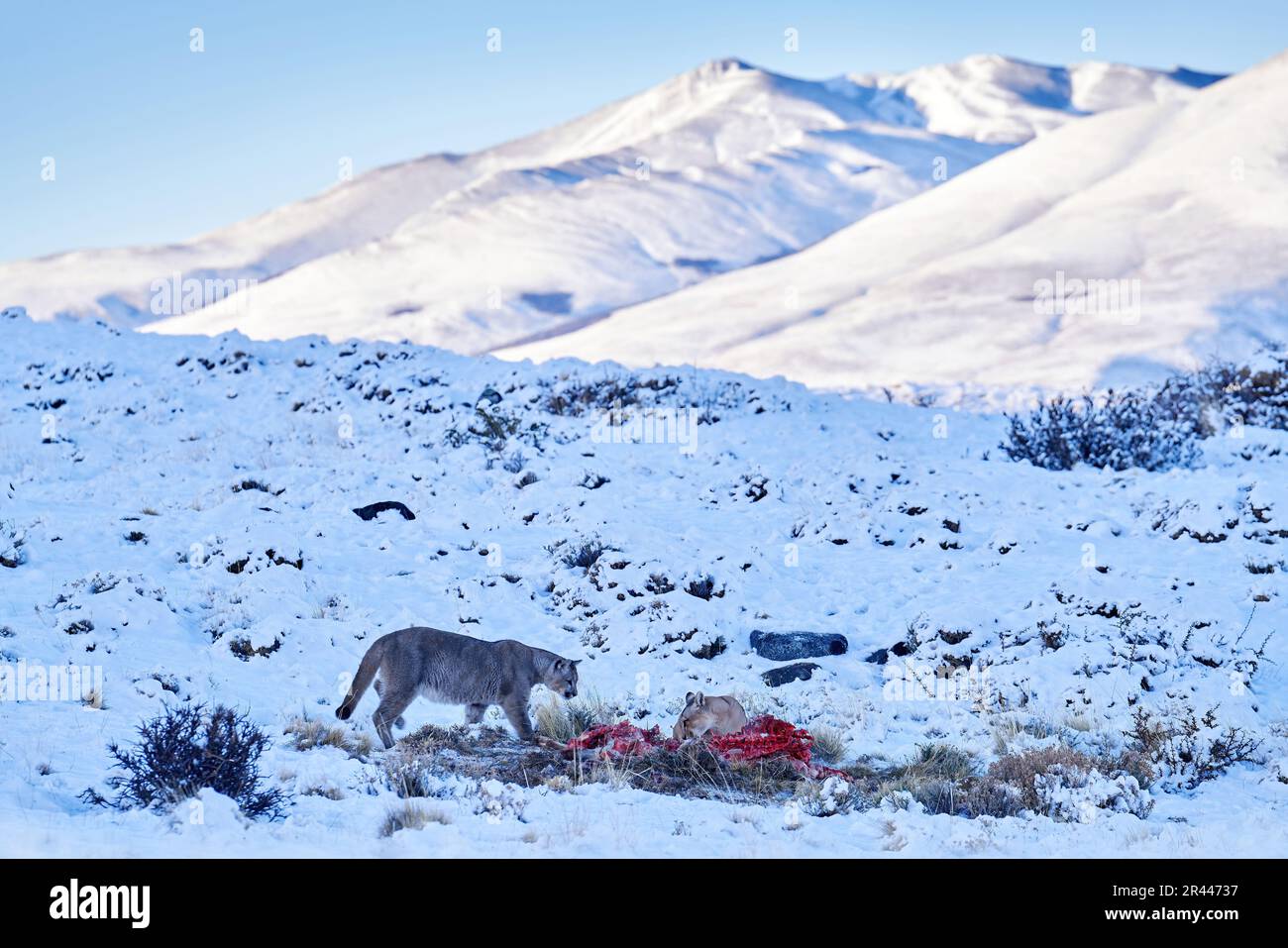 Puma mangeant guancao carcasse, squelette dans la bouche muzzle avec langue. Parc national de Torres del Paine au Chili. Hiver avec neige. Mère avec Banque D'Images