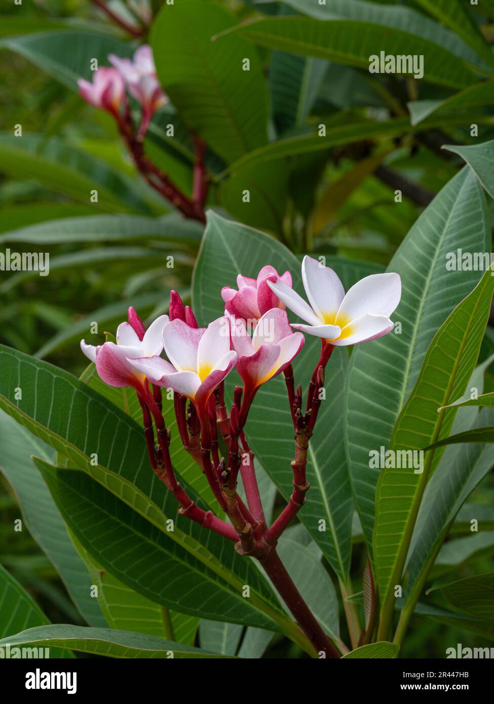 Vue en gros plan d'un groupe de fleurs de fleurs de frangipani et de fleurs blanches roses et jaunes florissant dans un jardin tropical Banque D'Images