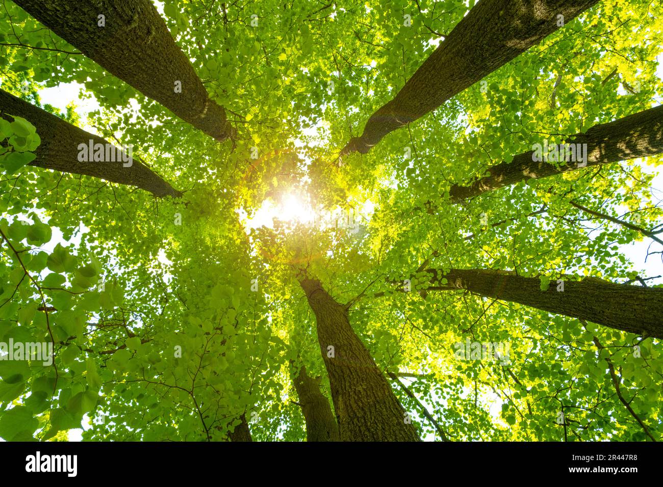 Les rayons du soleil traversent le feuillage et les couronnes des tilleuls. Banque D'Images