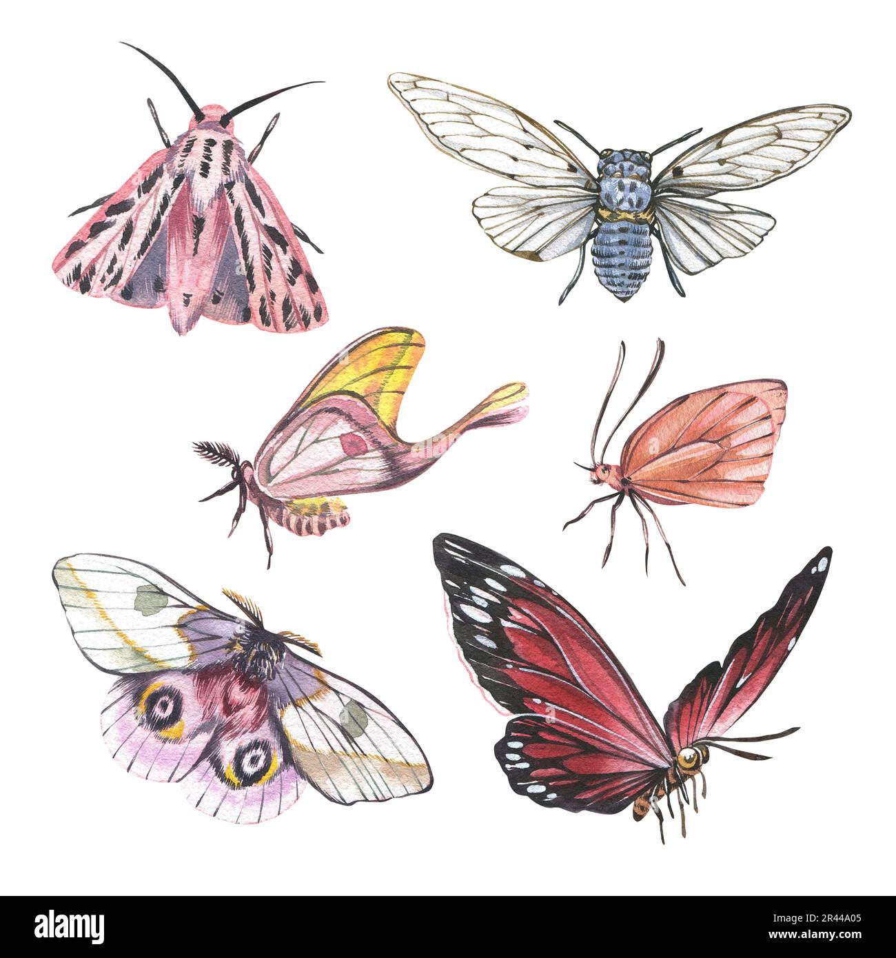 Set butterflys et cicada avec des ailes détaillées isolées sur fond blanc. Aquarelle dessin à la main illustration réaliste d'insecte pour la bannière de conception, p Banque D'Images