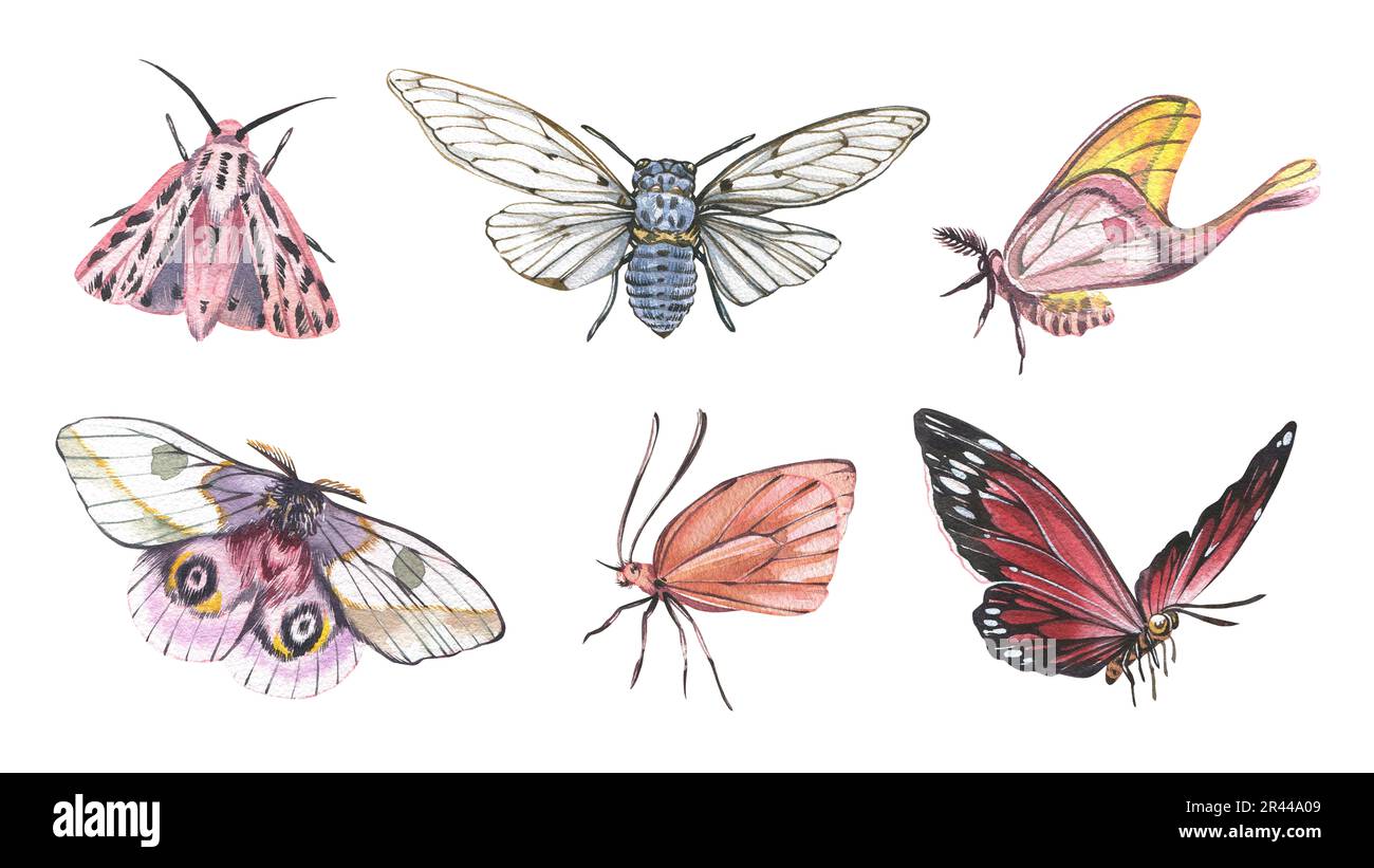 Set butterflys et cicada avec des ailes détaillées isolées sur fond blanc. Aquarelle dessin à la main illustration réaliste d'insecte pour la bannière de conception, p Banque D'Images