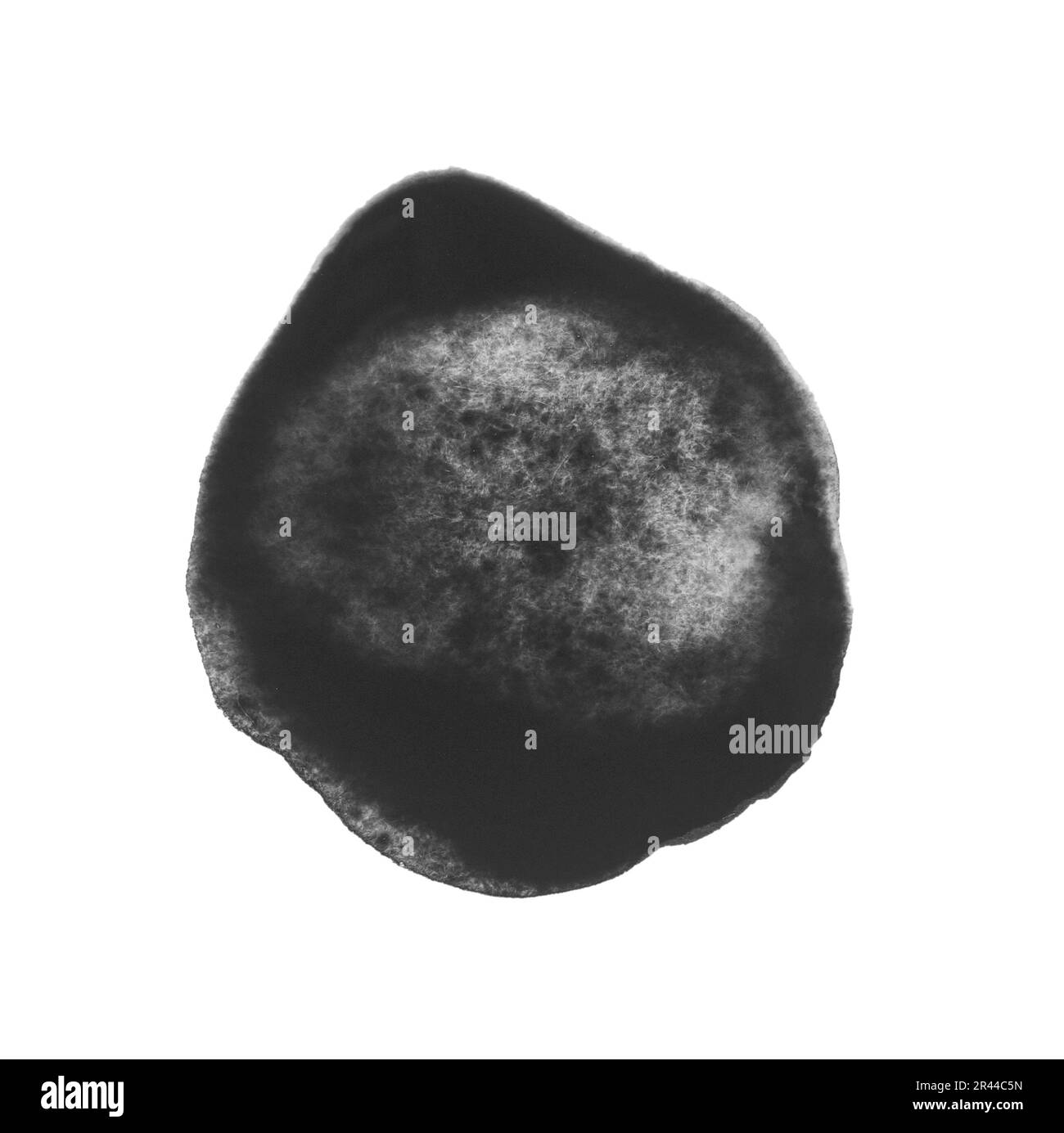 Taches de peinture aquarelle noire isolées sur blanc, vue de dessus Banque D'Images