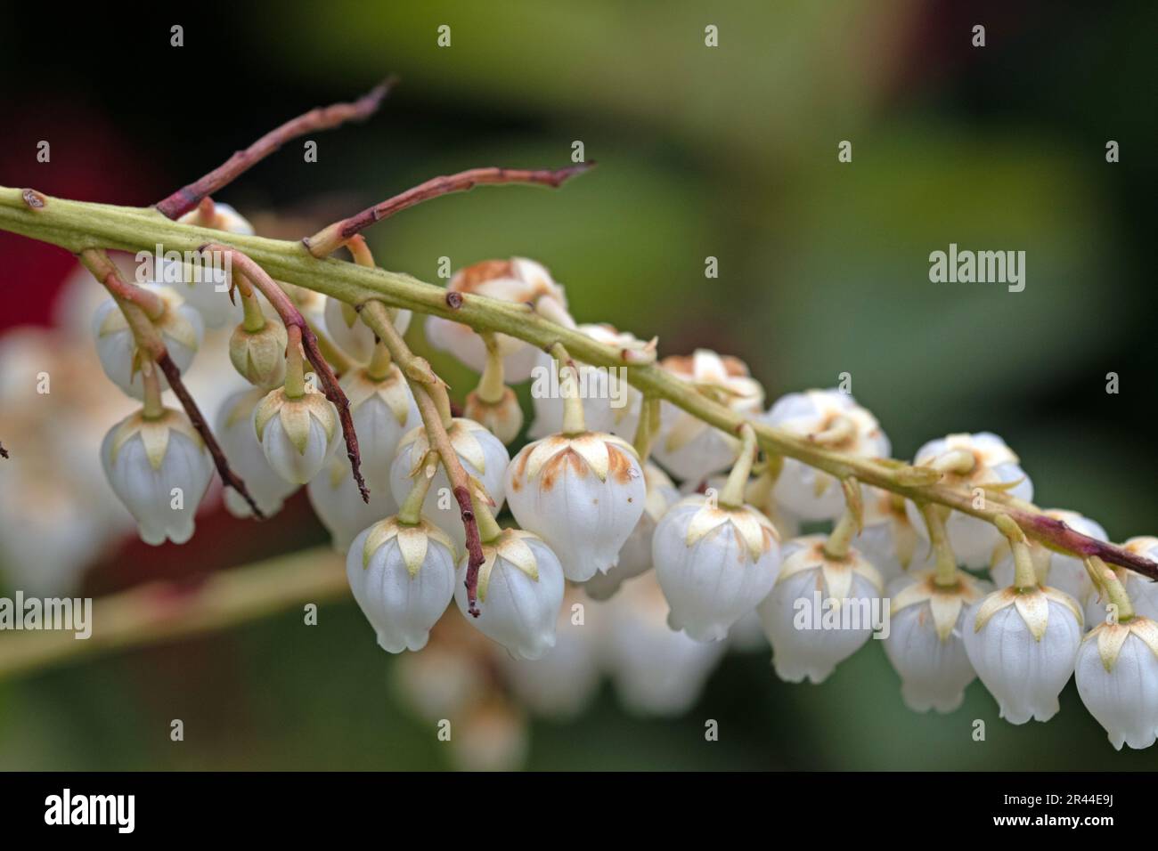 Gros plan sur l'image macro des boutons de fleurs du fetterbush, début du printemps Banque D'Images