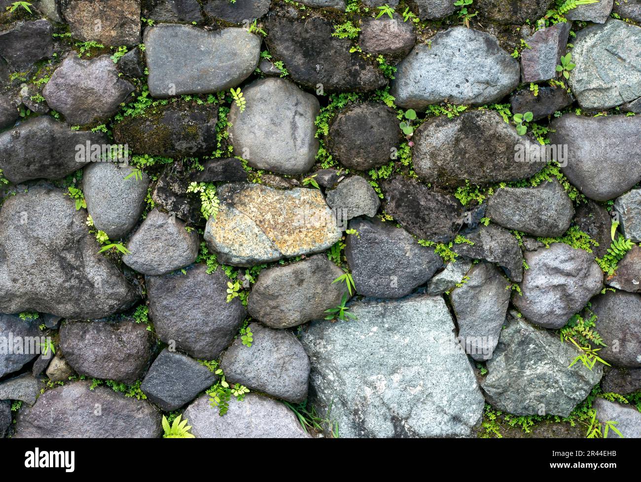 Herbe verte sur les murs en pierre pour un fond naturel et un papier peint Banque D'Images