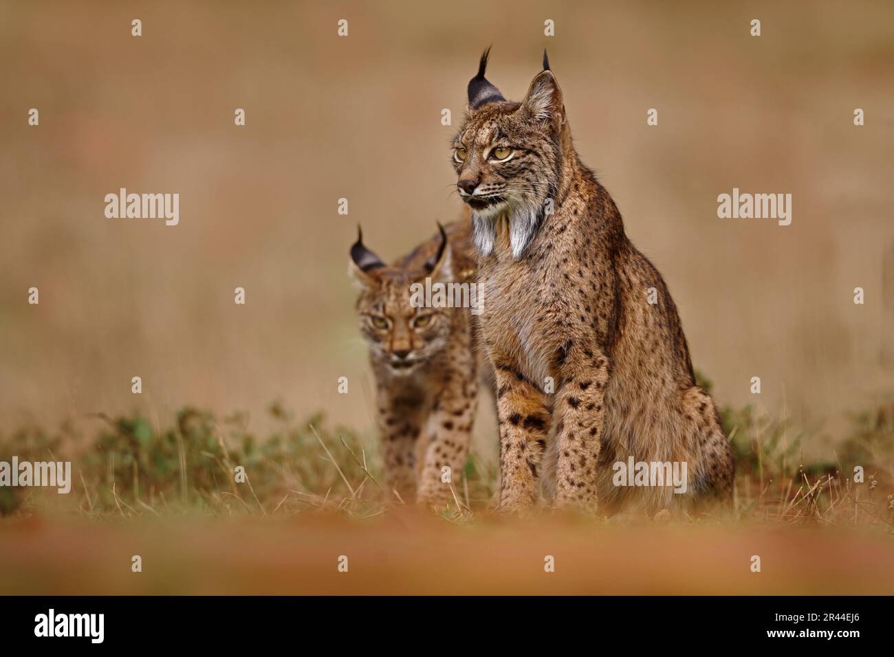 Lynx ibérique, Lynx pardinus, chat sauvage endémique à la péninsule ibérique dans le sud-ouest de l'Espagne en Europe. Rare promenade de chat dans l'habitat de la nature. Féline canine Banque D'Images