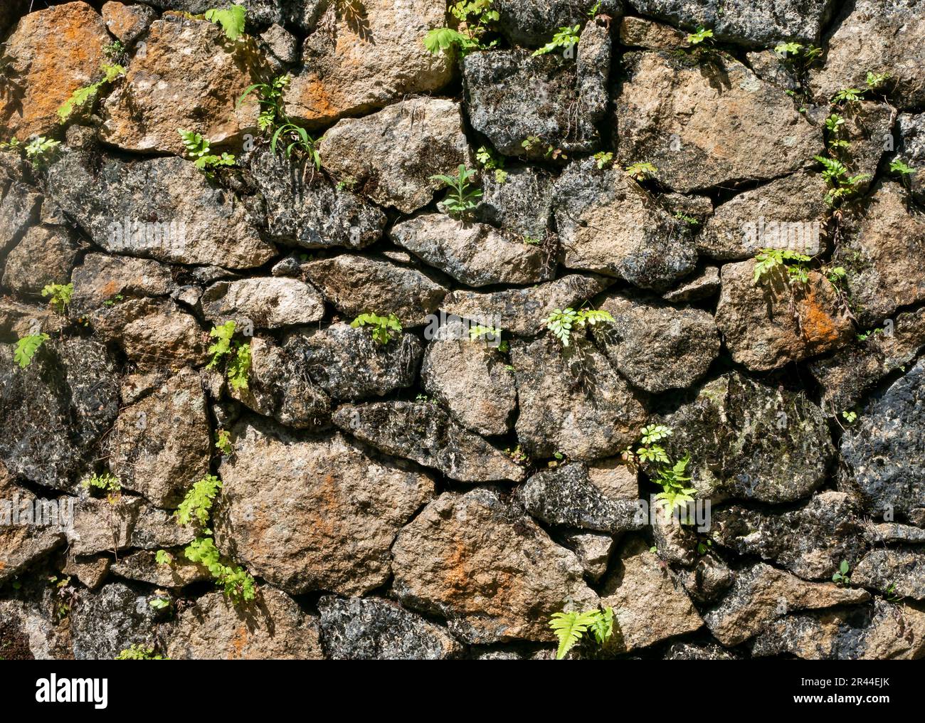 Herbe verte sur les murs en pierre pour un fond naturel et un papier peint Banque D'Images