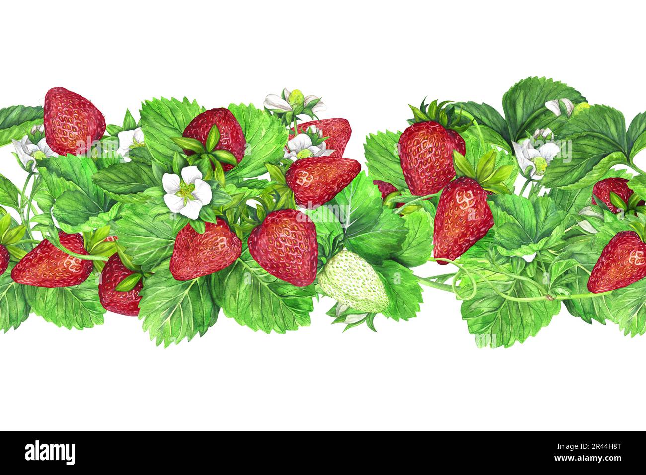 Bordure sans couture des buissons de fraises mûres avec des feuilles vertes et des fleurs blanches. Illustration aquarelle isolée sur fond blanc. L'application Banque D'Images