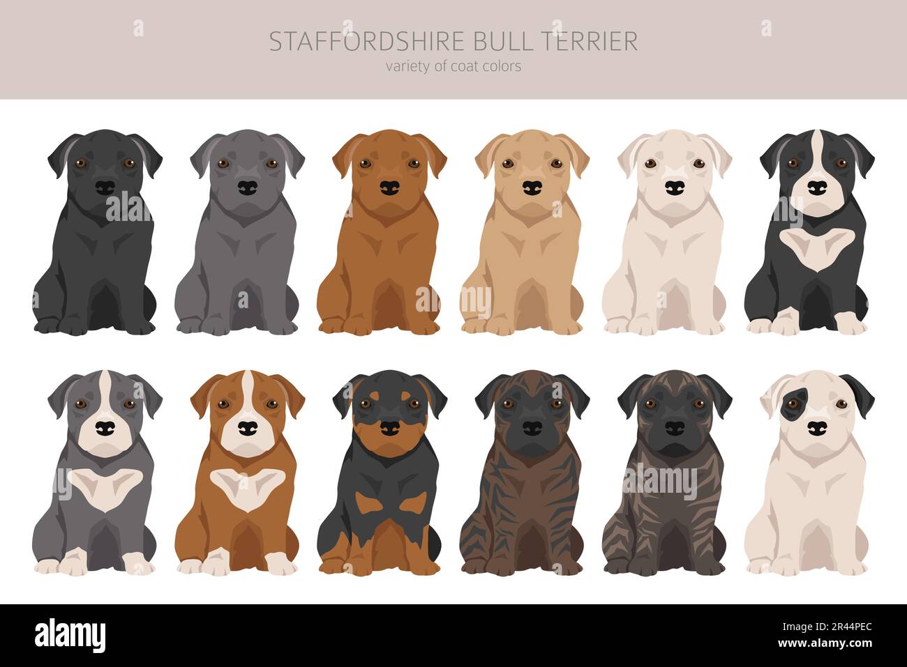 Staffordshire Bull terrier chiot. Différentes variaties de couleur de pelage Bully Dogs Set. Illustration vectorielle Illustration de Vecteur