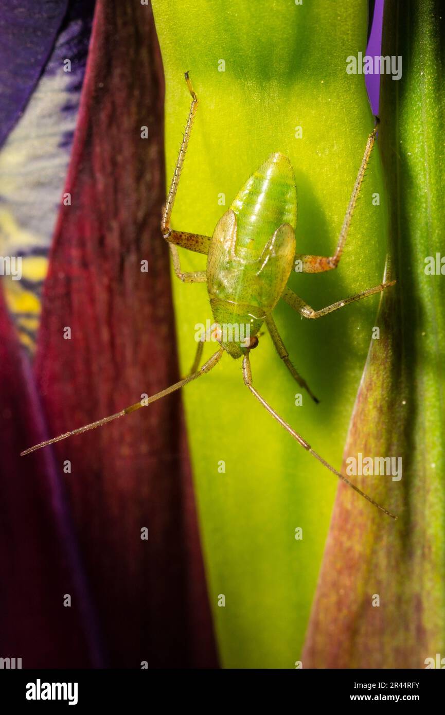 Taxonomie klassifikationen Banque de photographies et d’images à haute ...