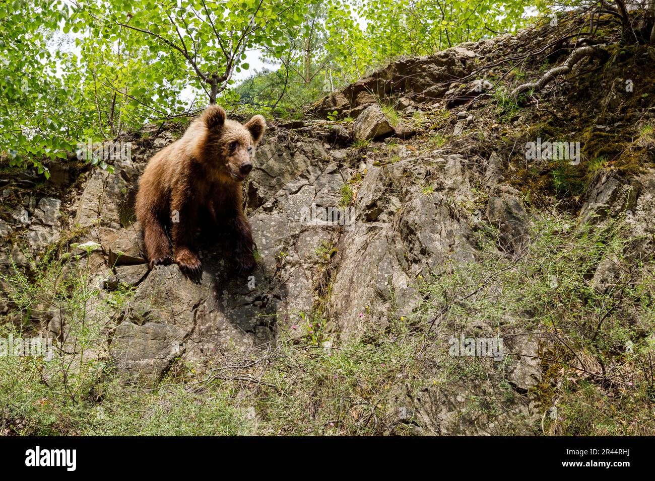 Ours brun dans la forêt carpatique de Roumanie Banque D'Images