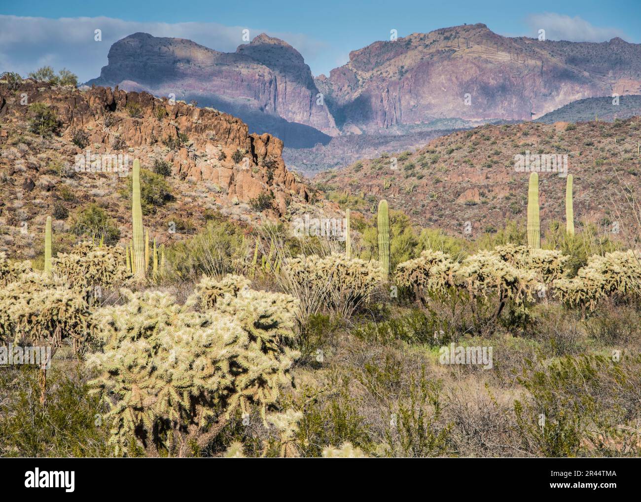 Paysage pittoresque du désert sauvage de Sonoran, Organ Pipe Cactus National Monument, Ajo, Lukeville, Arizona, Etats-Unis Banque D'Images