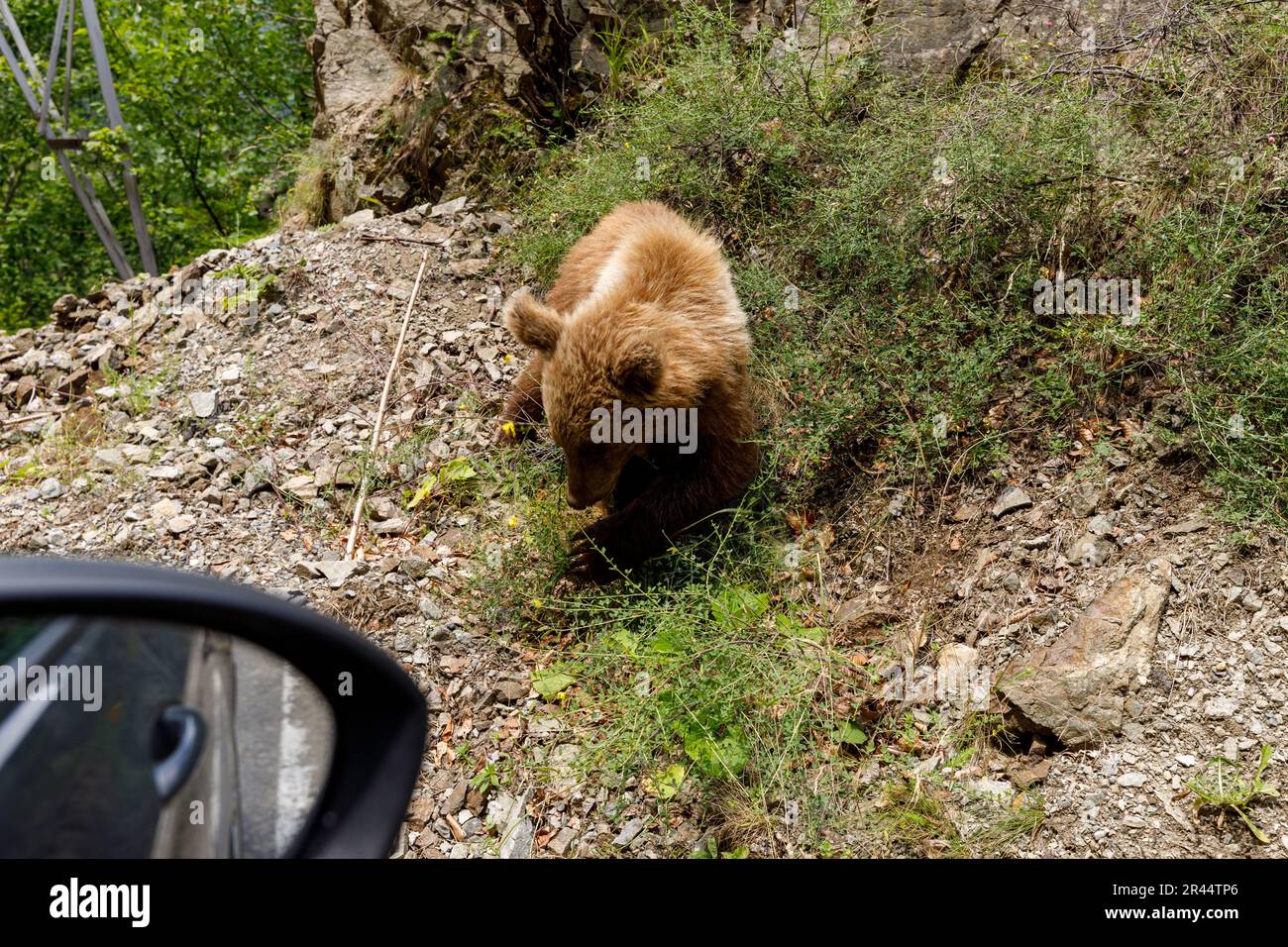 Ours brun dans la forêt carpatique de Roumanie Banque D'Images