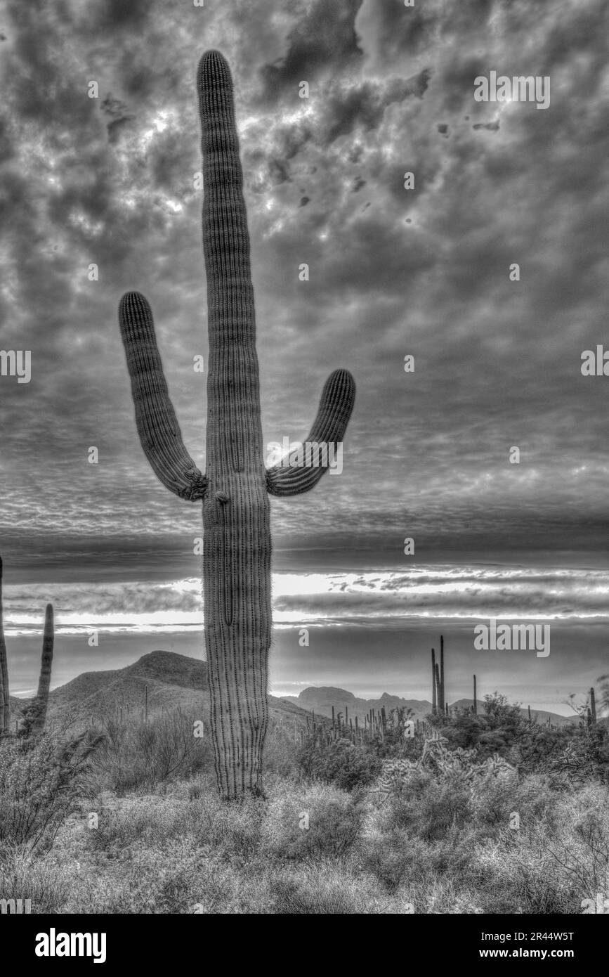 Un Cactus de Saguaro se dresse contre un ciel coloré, désert de Sonoran, Monument national de cactus de pipe d'orgue, Ajo, Lukeville, Arizona, États-Unis Banque D'Images