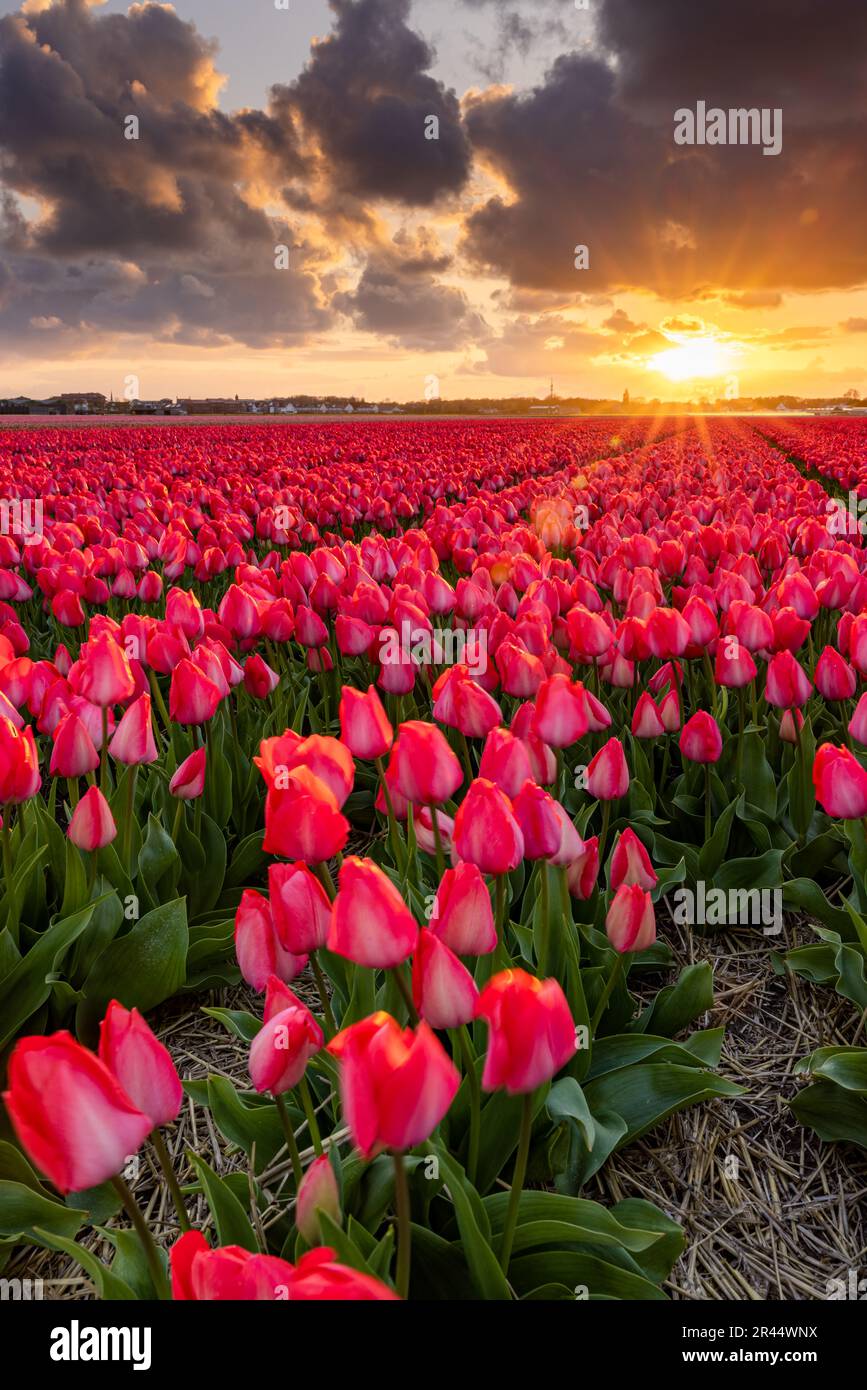 Magnifique champ de tulipes aux pays-Bas au coucher du soleil coloré. Banque D'Images