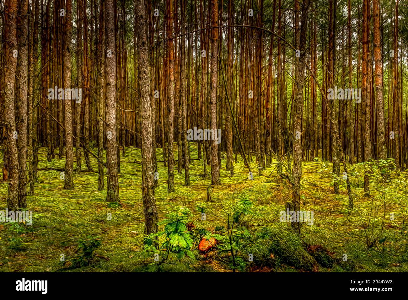 Paysage forestier polonais : couleurs automnales fortes avec une touche de vert d'été Banque D'Images