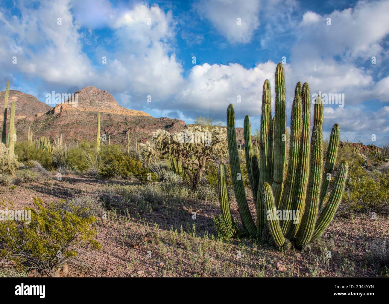 Paysage pittoresque mettant en valeur Organ Pipe Cactus, homonyme de Organ Pipe Cactus National Monument, Ajo, Lukeville, Arizona, Etats-Unis Banque D'Images