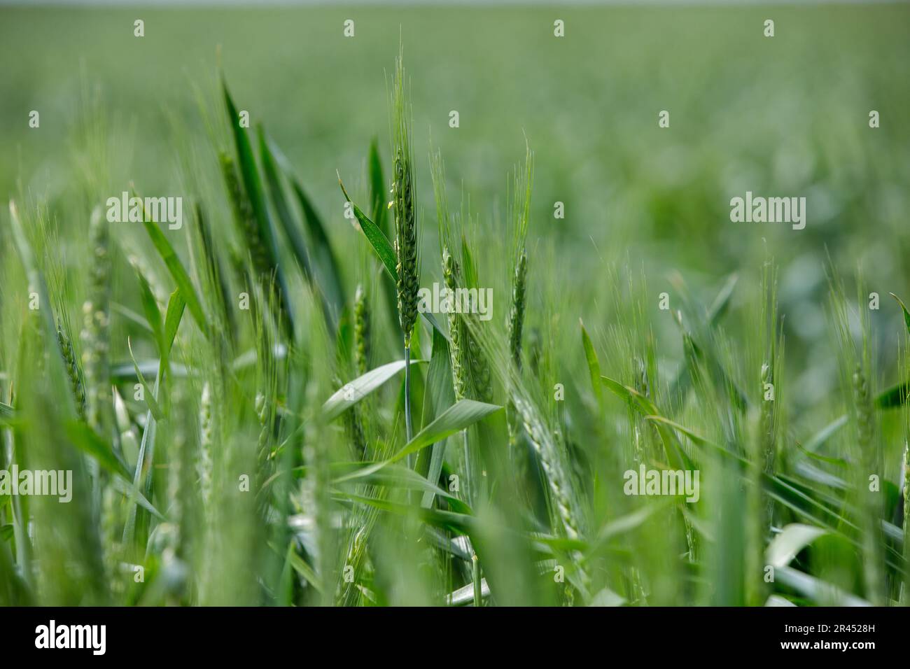 Un champ de blé vert en Moldavie Banque D'Images