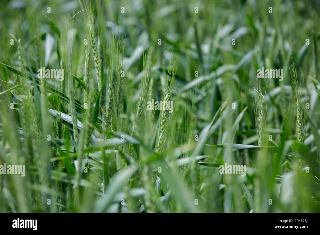 Un champ de blé vert en Moldavie Banque D'Images