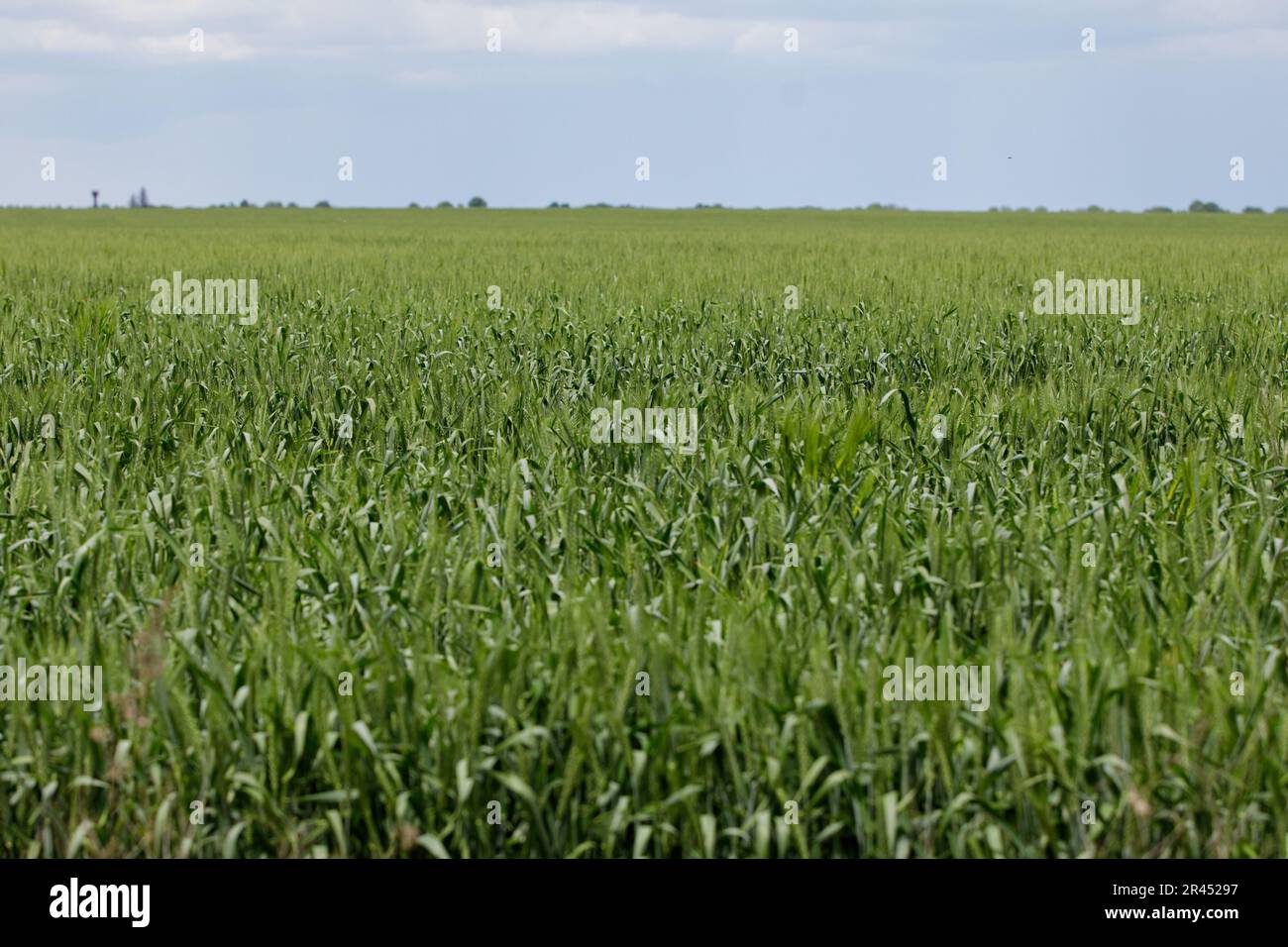 Un champ de blé vert en Moldavie Banque D'Images