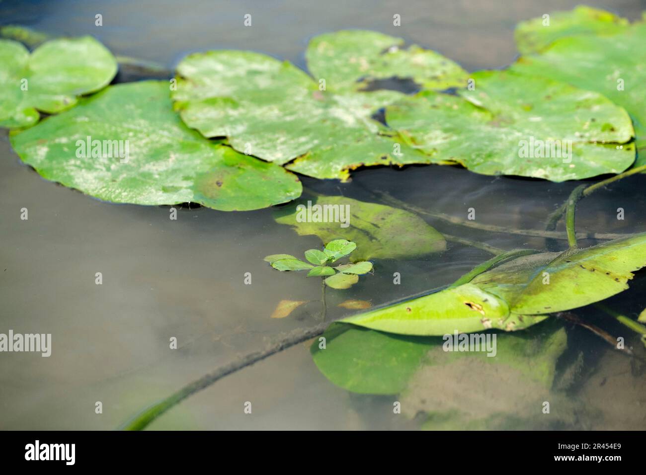 Cherchez la premrose-saule, une plante aquatique, sur les rives de la rivière Sone près de Pont-de-Vaux. Primrose-saule, plante envahissante, Ludwigia sp Banque D'Images
