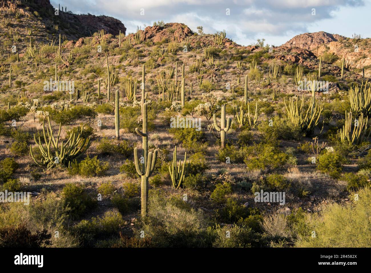 Paysage vues panoramiques sur le désert de Sonoran et Saguaro Cactus, Organ Pipe Cactus National Monument, Ajo, Lukeville, Arizona, Etats-Unis Banque D'Images