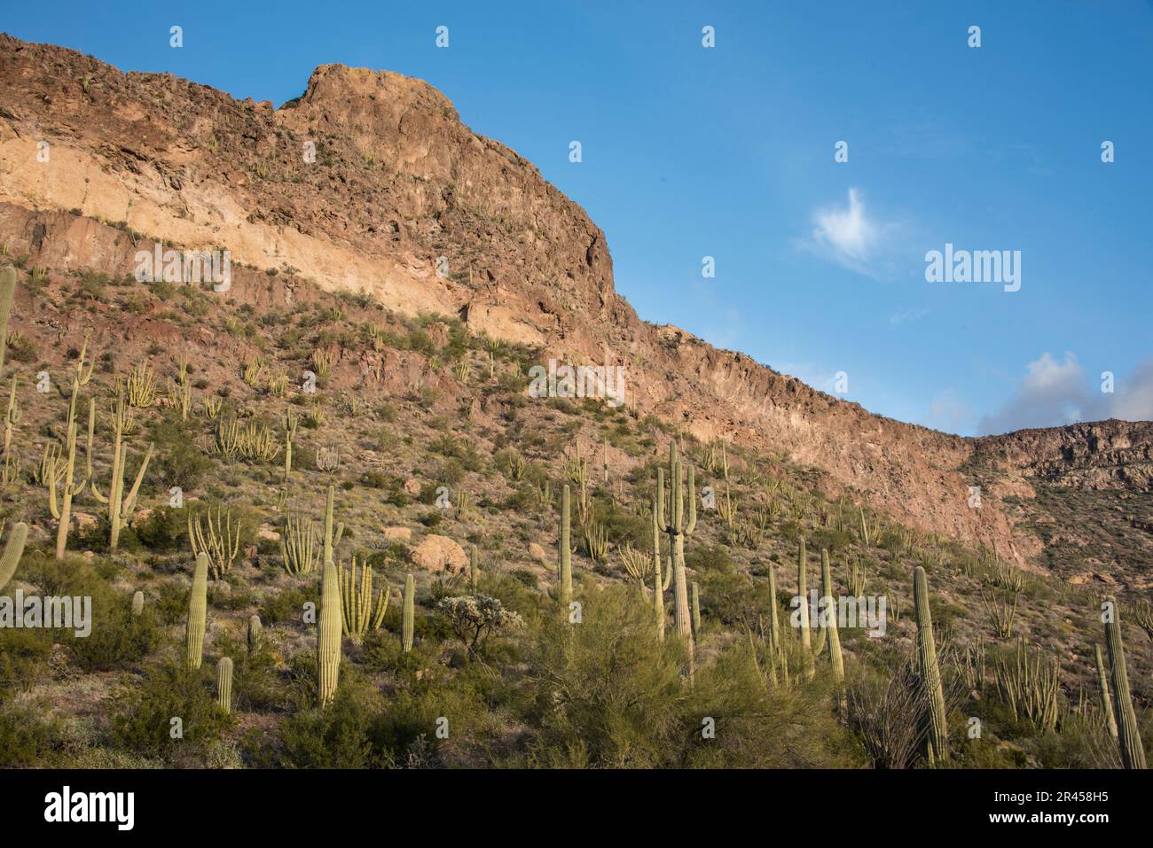 Paysage vues panoramiques sur le désert de Sonoran et Saguaro Cactus, Organ Pipe Cactus National Monument, Ajo, Lukeville, Arizona, Etats-Unis Banque D'Images