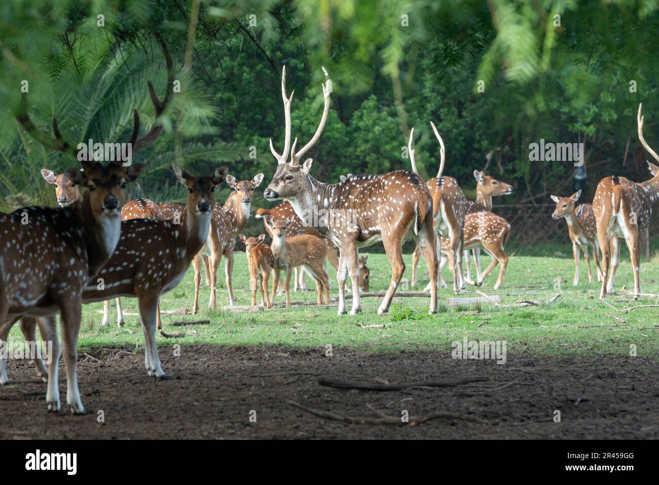 L'axe des cerfs dans le Parque Zoologico Lecoq dans la capitale de Montevideo en Uruguay. Banque D'Images