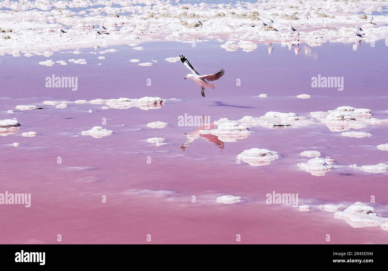 Un mouette qui s'envolent gracieusement dans les airs au-dessus d'un lac salé rose vibrant Banque D'Images