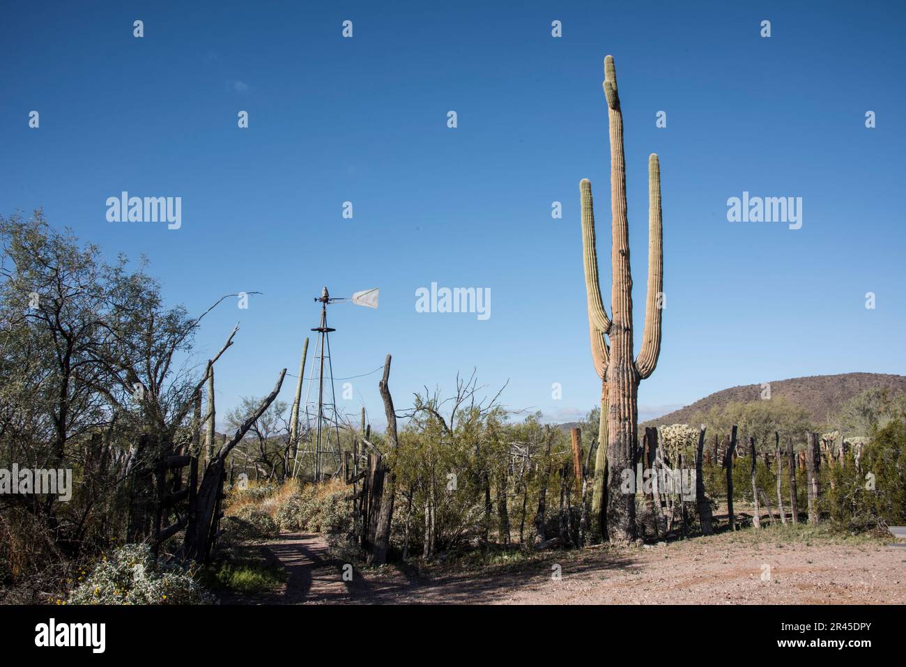 Bonita Well historique, une oasis historique dans le désert de Sonoran, Organ Pipe Cactus National Monument, Ajo, Lukeville, Arizona, Etats-Unis Banque D'Images