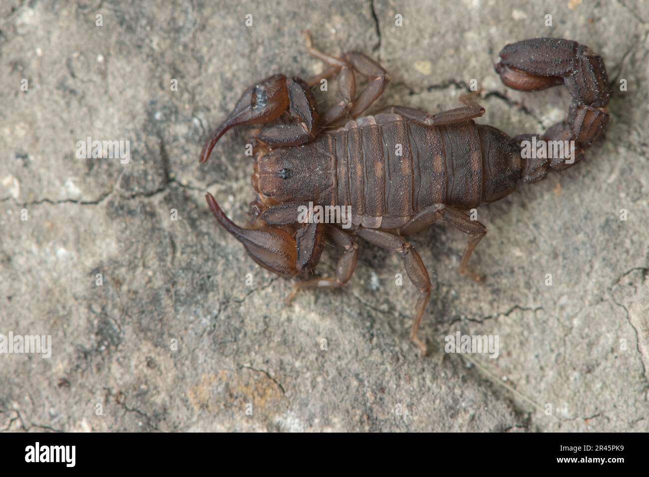 Catalinia thompsoni, une petite espèce endémique de scorpion de l'île de Santa Cruz dans le parc national des îles Anglo-Normandes, Californie, États-Unis. Banque D'Images