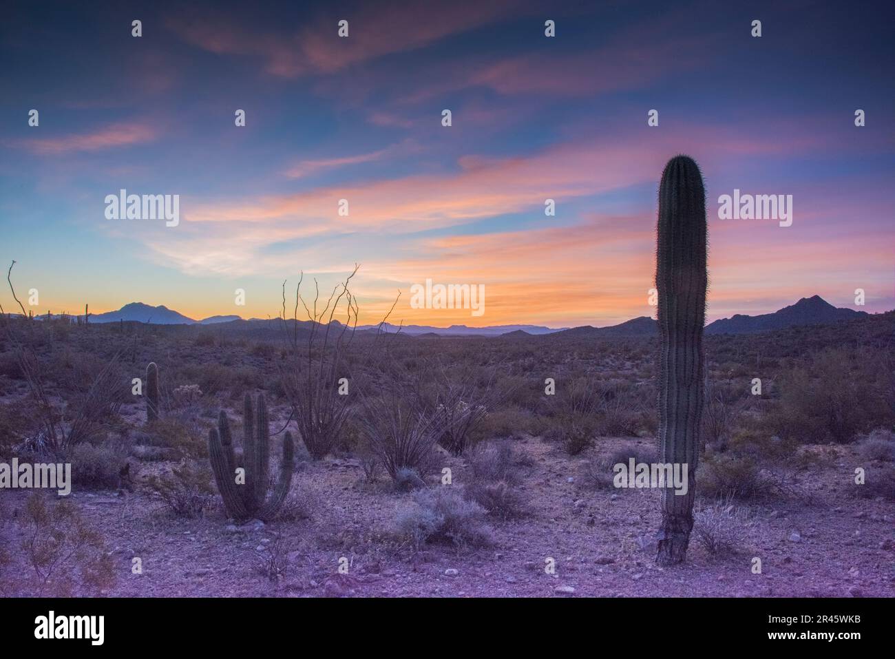Cactus de Saguaro au coucher du soleil, Monument national d'orgue, désert de Sonoran, Ajo, Lukeville, Arizona, ÉTATS-UNIS Banque D'Images