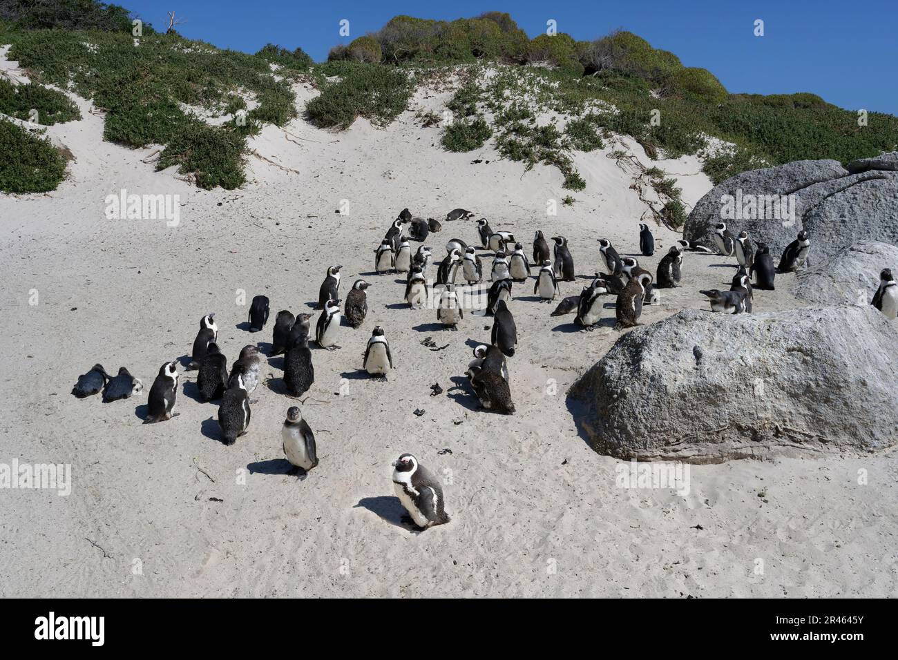 Colonie de pingouins africains (Spheniscus demersus) à Boulder’s Beach, le Cap, Afrique du Sud Banque D'Images