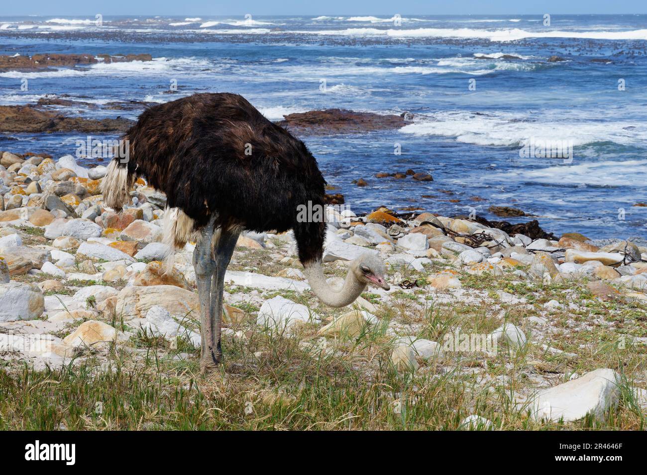 Autruche africaine mâle (Struthio camelus australis) sur la rive de l'océan Atlantique, cap de bonne espérance, cap Town, Afrique du Sud Banque D'Images