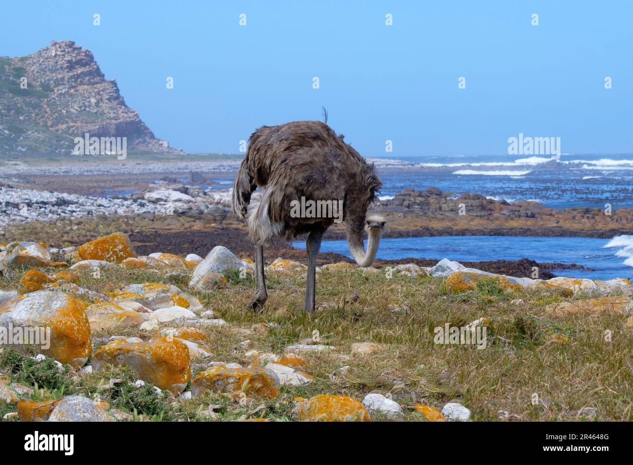 Femelle d'autruche africaine (Struthio camelus australis) sur la rive de l'océan Atlantique, Cap de bonne espérance, Cape Town, Afrique du Sud Banque D'Images