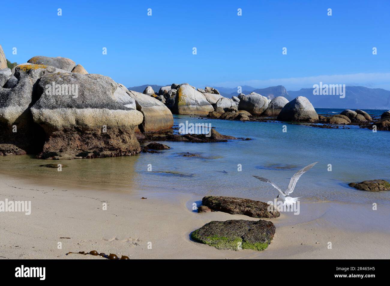 Great Crested-Tern (Thalasseus bergii), Boulder's Beach, le Cap, Afrique du Sud Banque D'Images