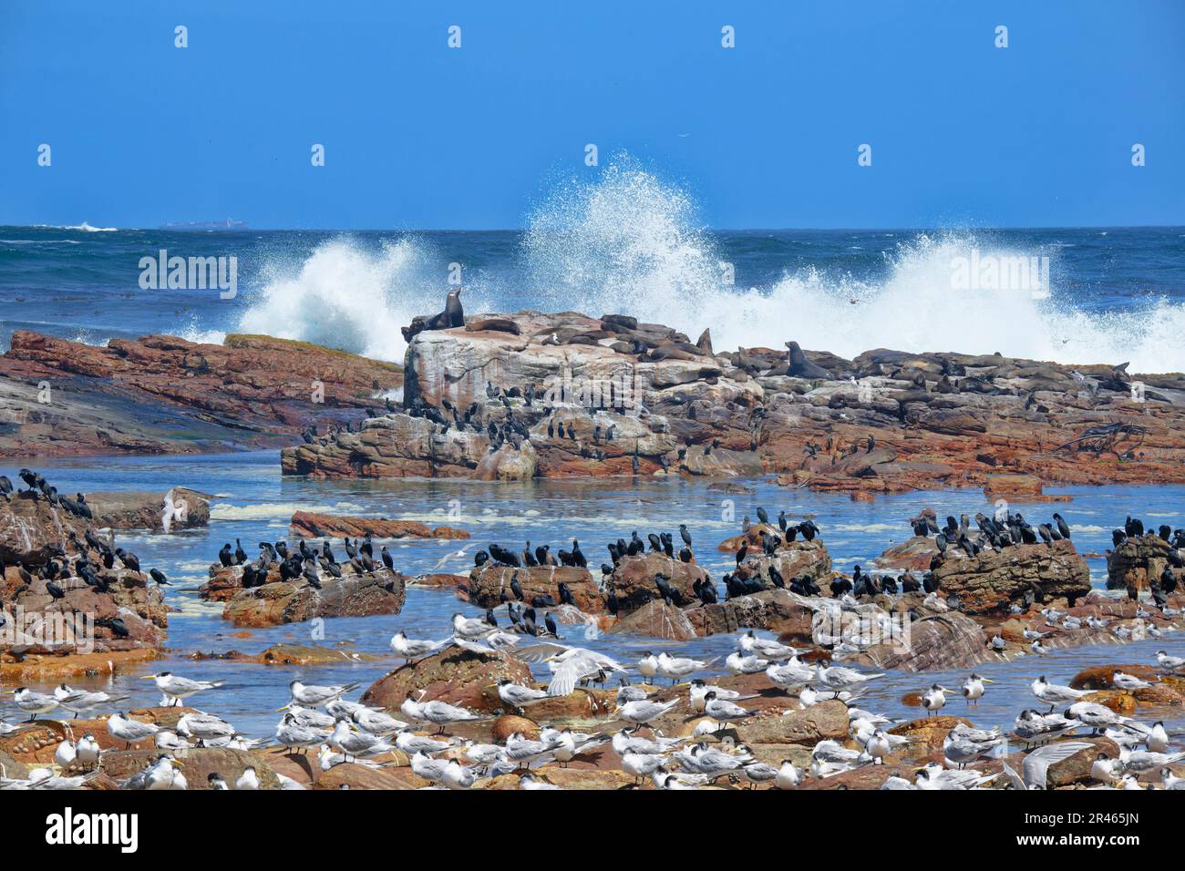 Cape de bonne espérance, Cape Cormorants (Phalacrocorax capensis), Great Crested-Terns (Thalasseus bergii) et Cape fur Seals (Arctocephalus pusillus), Cape Banque D'Images