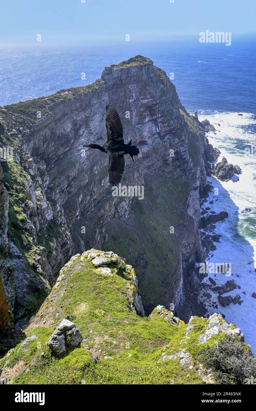 Cap Cormorant (Phalacrocorax capensis) survolant Cape point, Cap de bonne espérance, Cape Town, Afrique du Sud Banque D'Images