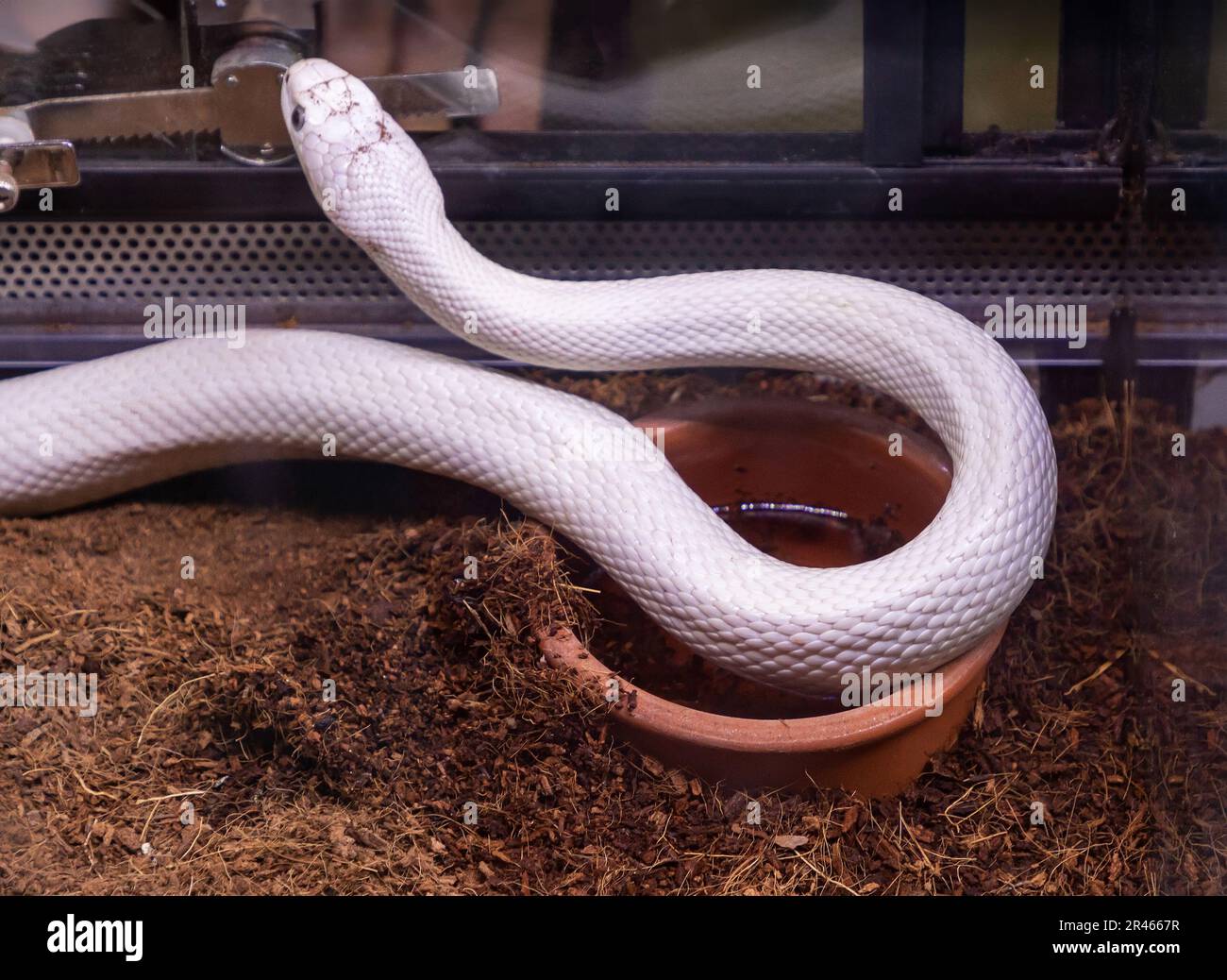 Le serpent Albino viper de la famille colubridae tient comme un animal de compagnie dans le terrarium de verre à l'intérieur de la maison Banque D'Images