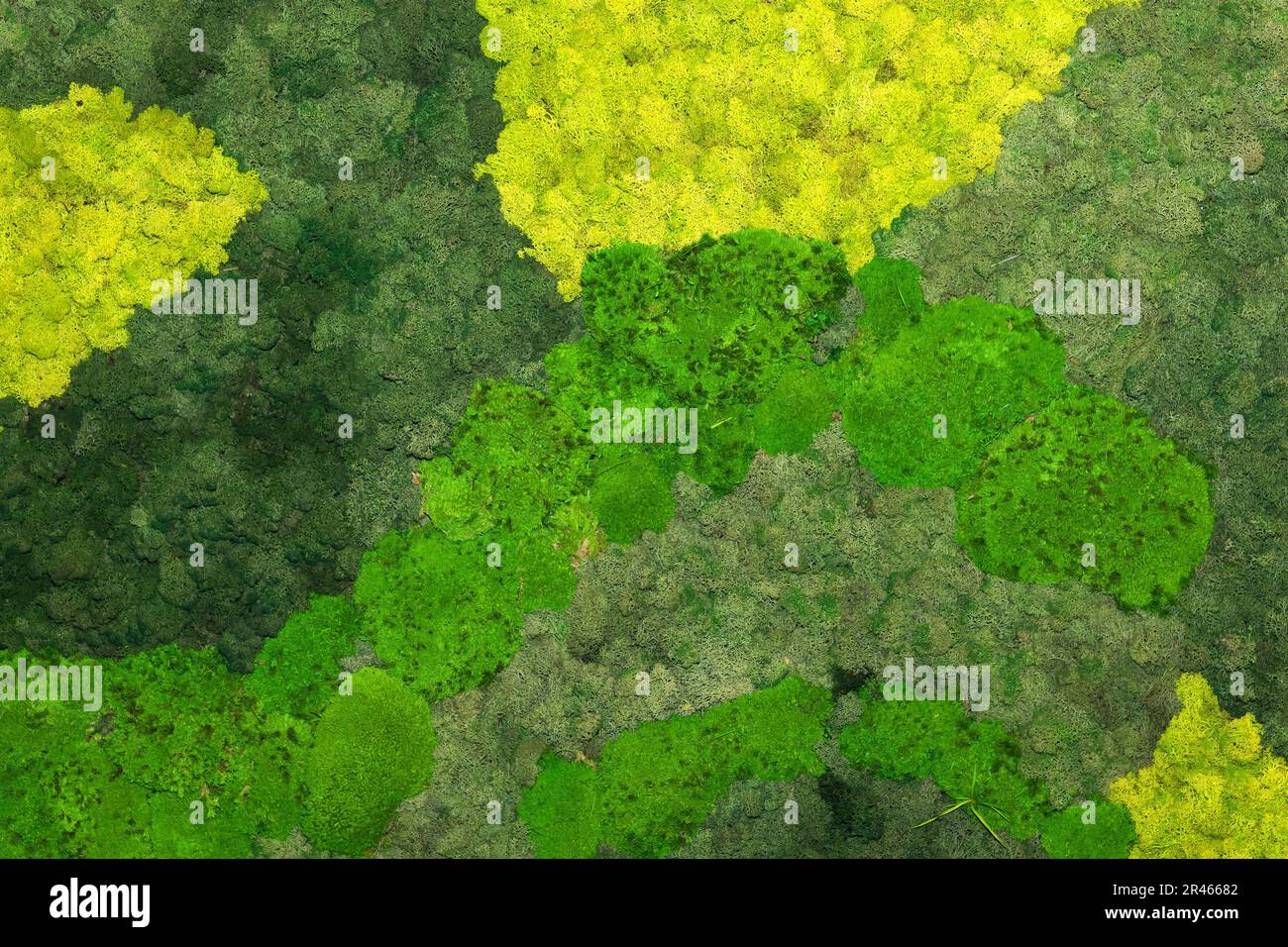 Plantes de lichens vertes vivantes sur fond de texture et de motif mural Banque D'Images