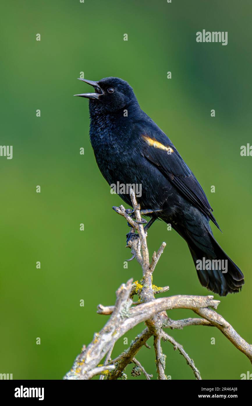 Un blackbird ailé de rouge (Agelaius phoeniceus) chantant au sommet d'une branche Banque D'Images