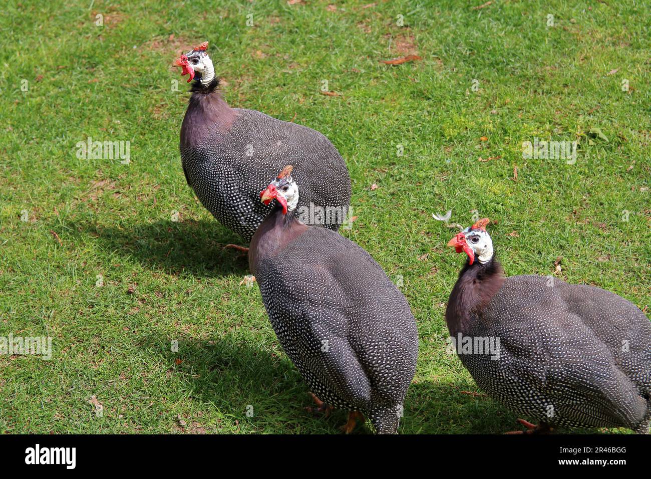 La photo a été prise dans le parc du palais de la ville d'Istanbul. Sur la photo des oiseaux marchant dans le parc - pintades. Banque D'Images