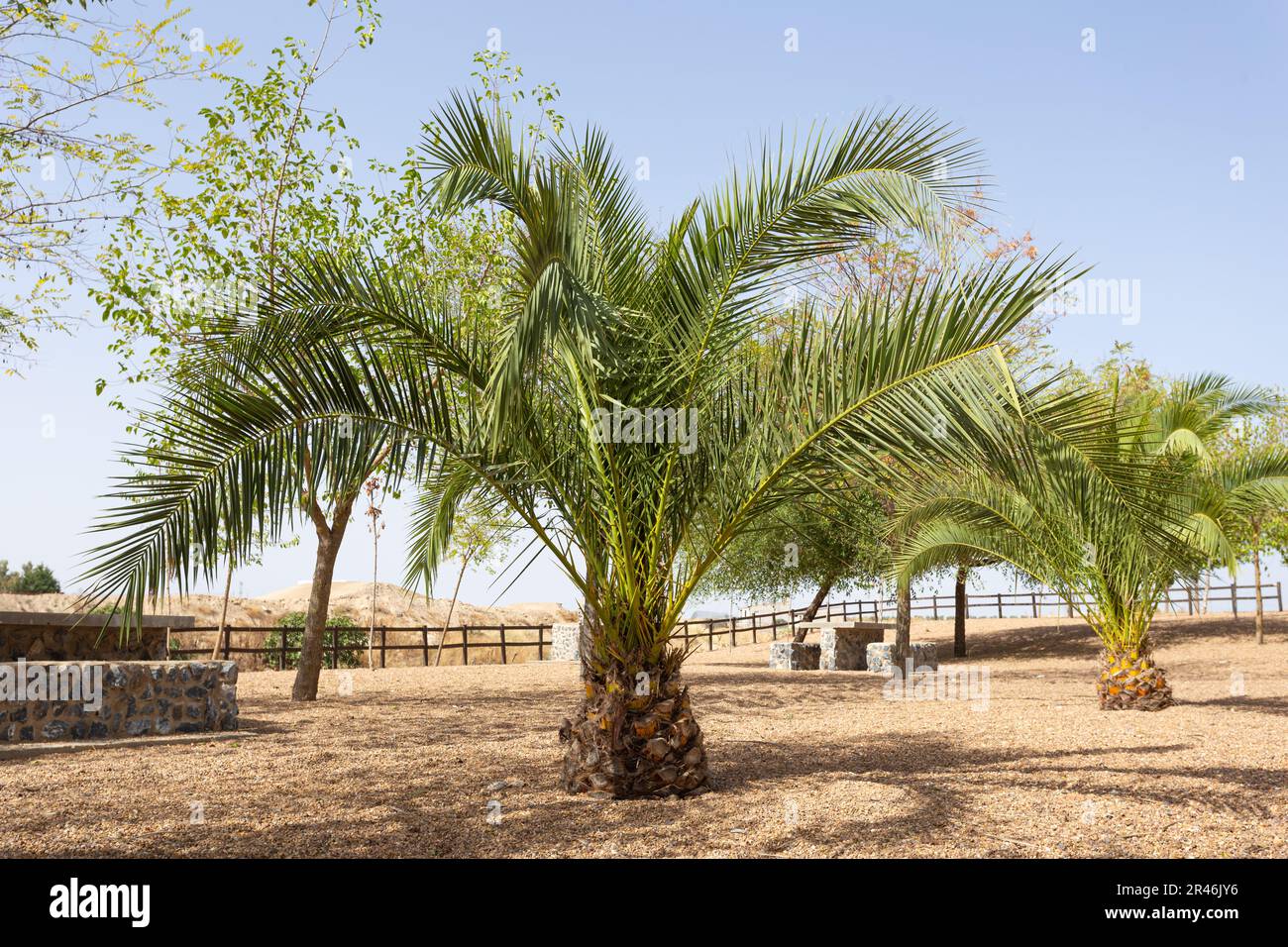 Petits palmiers avec de grandes feuilles dans la zone de loisirs. Estrémadure, Espagne. Banque D'Images