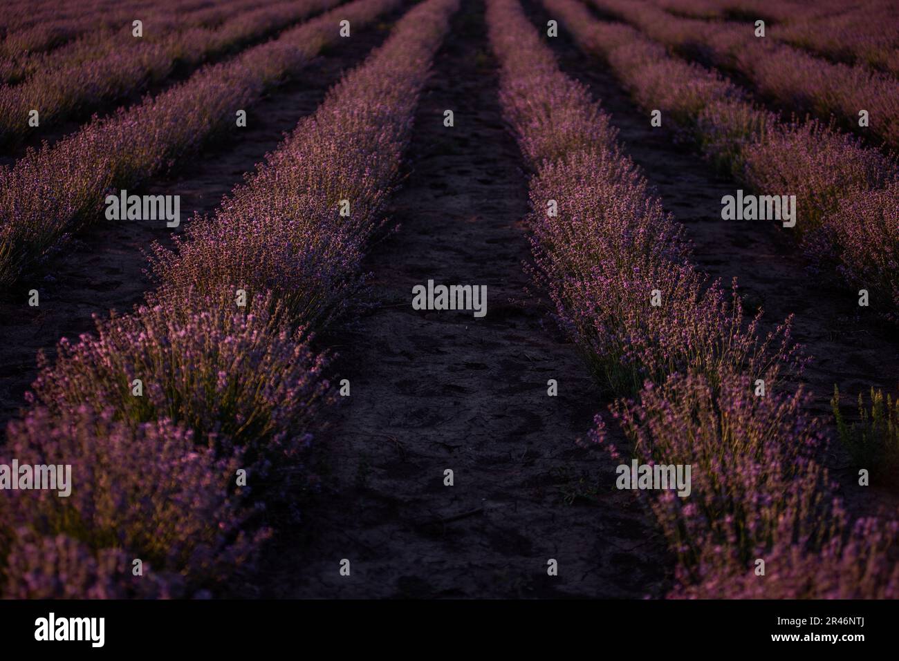 Magnifique champ de lavande violet au coucher du soleil. Les buissons se développent en rangées égales, en diagonale au-delà de l'horizon. Odeur aromatique. Concept d'allergie. Huile naturelle Banque D'Images